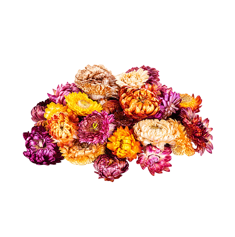 [EVA.TC.0018] DAISY MINA HERBS.png