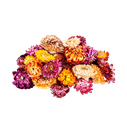 [EVA.TC.0018] DAISY MINA HERBS.png