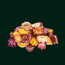 DAISY MINA HERBS