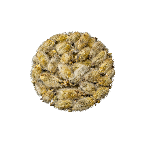 MUSK WILLOW (BIDMESHK)